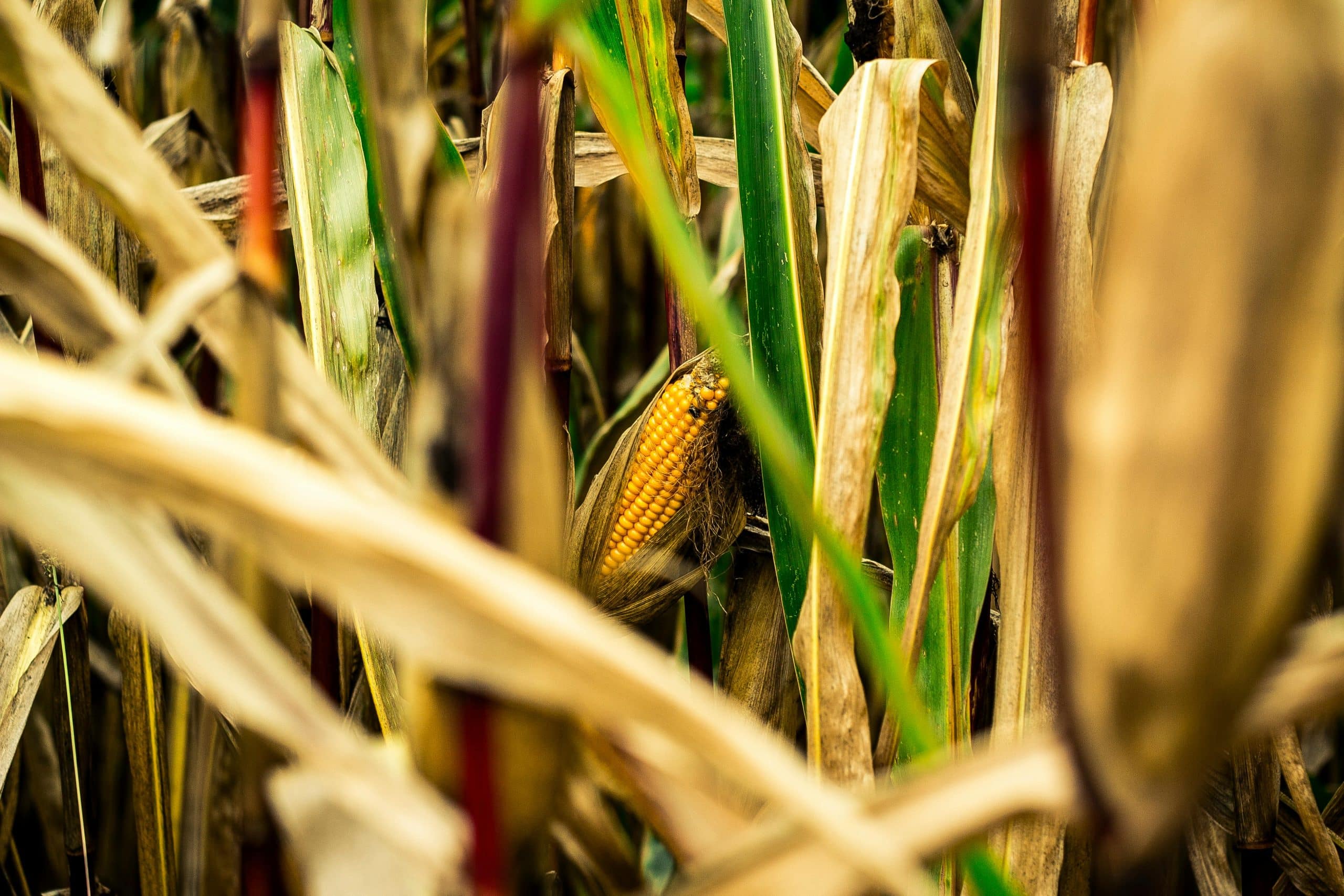 Close-up of corn growing in a field, representing the primary agricultural source for ethanol-based E85 fuel production.